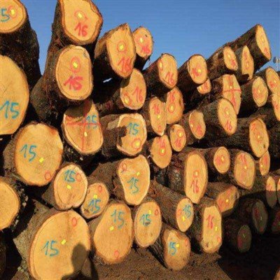 American White Oak